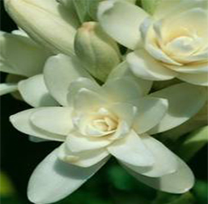 Tuberose Essential Oil (Grade B)